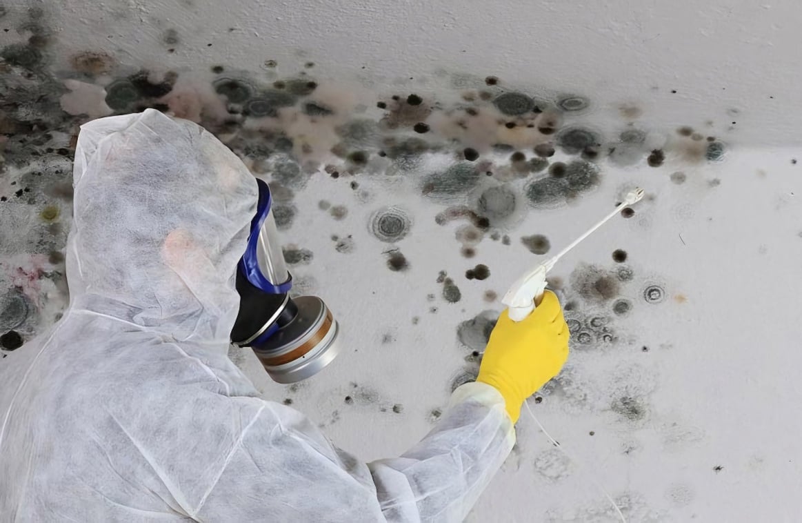 Rapid Landlord Solutions Mould Treatment 