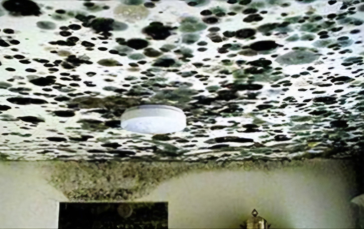 Rapid Landlord Solutions mould prevention 